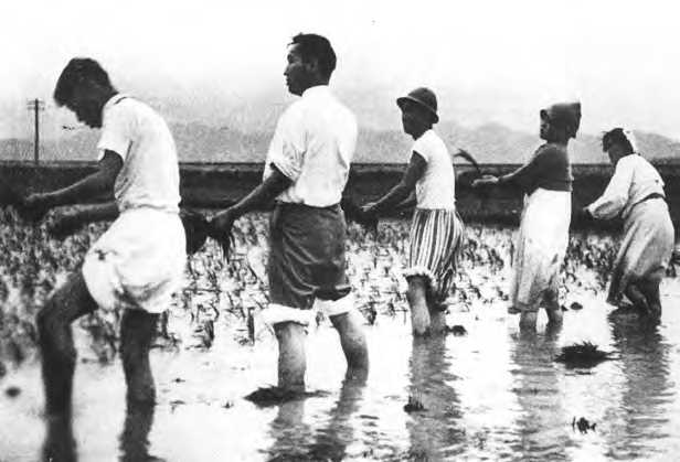Sun Myung Moon helping members plant rice in Yamok, spring 1959